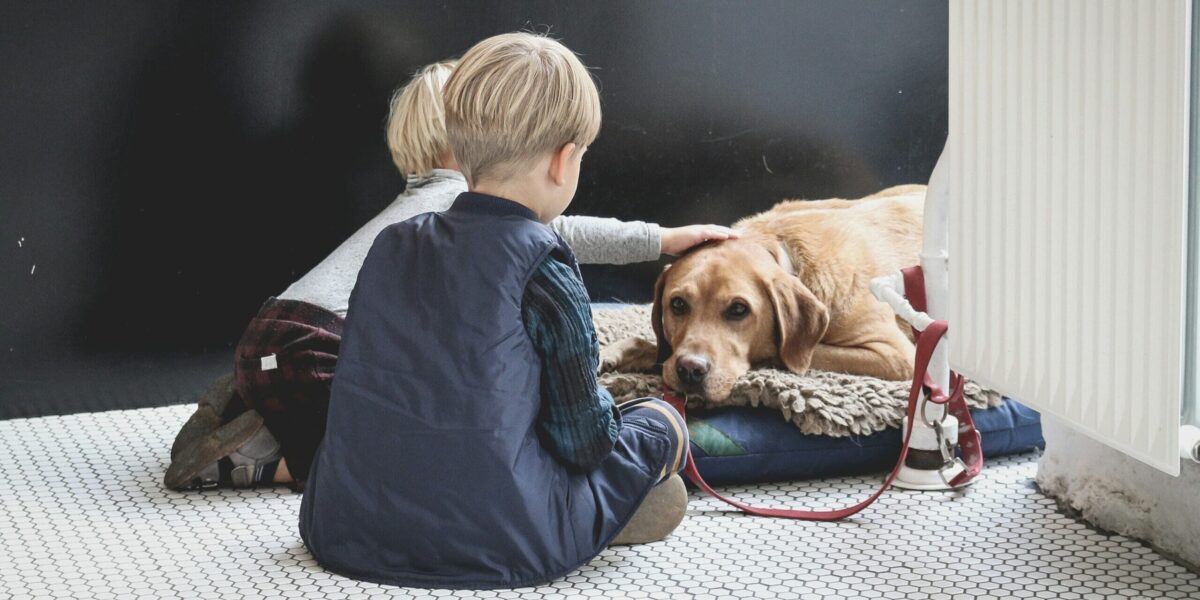 Make Your Dog Really Comfortable When They Rest Up From Being Your Best Friend