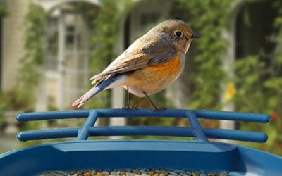 7 Bird Feeders with Camera to Enhance Your Backyard Experience