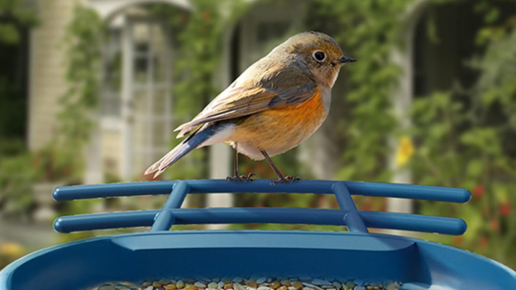 Camera Bird Feeders for Backyard Bird Watchers Camera Bird Feeders for Backyard Bird Watchers